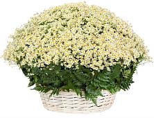 Цветочная композиция из Ромашки в корзине #REPLACE_PRED# Севске